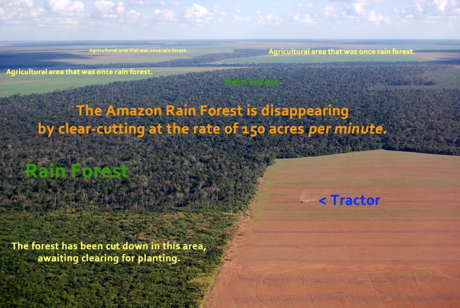 Amazon rainforest decimated to make way for agriculture.