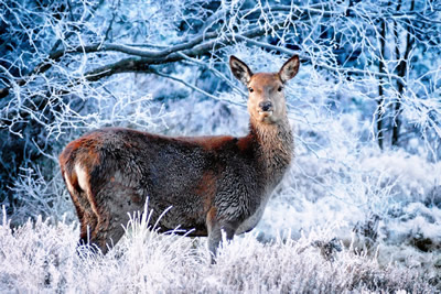 Deer enjoying life in the forest.