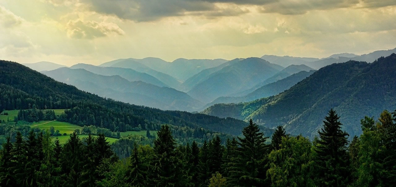 Pristine Forest Panorama.