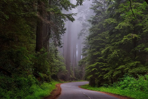 Redwood National Park